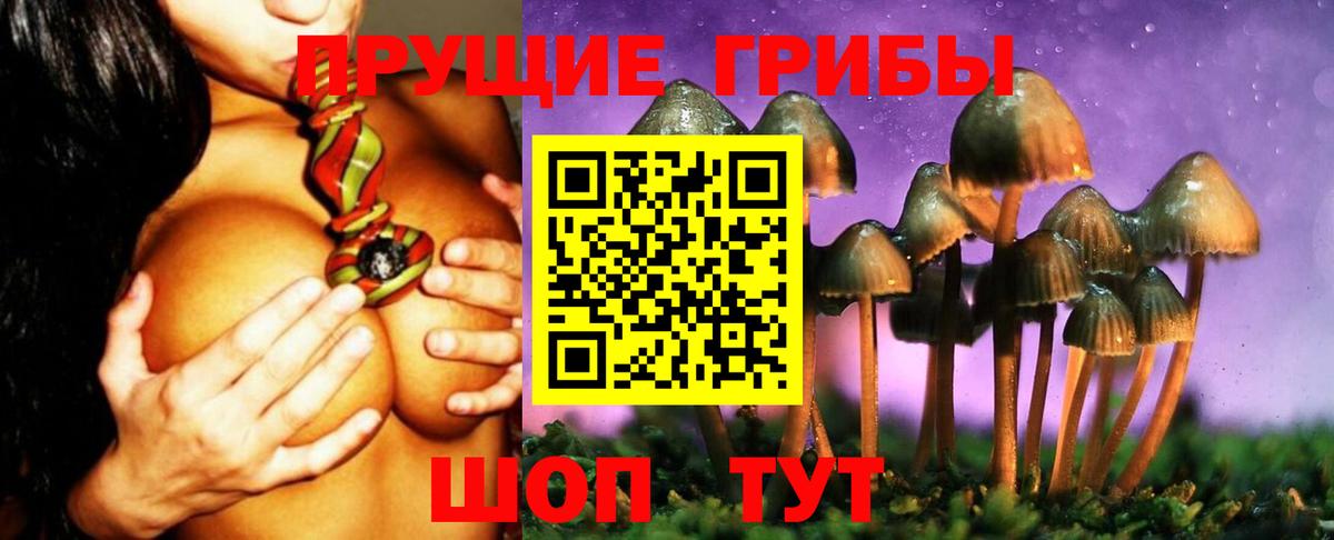 Псилоцибиновые грибы прущие грибы Сегежа